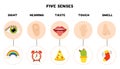 Five senses poster. Vector illustration. Sense organs poster. Royalty Free Stock Photo