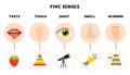 Five senses poster. Vector illustration. Sense organs poster. Royalty Free Stock Photo