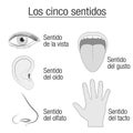 Five Senses Spanish Names Sensory Organs Chart Royalty Free Stock Photo