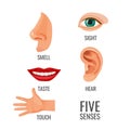 Five senses with titles at body parts vector illustration