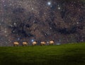 the five sheep admiring the starry sky