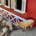 five sheep are resting and waiting for lunch Royalty Free Stock Photo