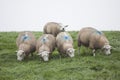 Five sheep on grassy in holland