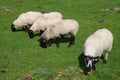 Five sheep grazing in the meadow