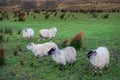 Five sheep in a green meadow. West of Ireland. Farming concept