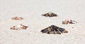 Five Shells lying on the beach