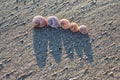 Five shells of moon snail on the sandy beach