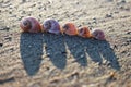 Five shells of moon snail on the sandy beach Royalty Free Stock Photo