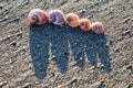 Five shells of moon snail on the sandy beach Royalty Free Stock Photo