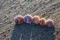 Five shells of moon snail on the sandy beach Royalty Free Stock Photo