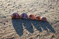 Five shells of moon snail on the sandy beach Royalty Free Stock Photo