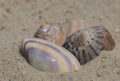 Five shells on the sand