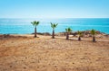 Five short palm trees on the barren beach