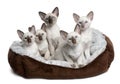 Five Siamese Kittens sitting in cat bed Royalty Free Stock Photo