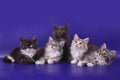 Five Siberian kittens on blue violet background Royalty Free Stock Photo