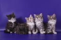 Five Siberian kittens on blue violet background