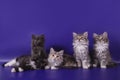 Five Siberian kittens on blue violet background