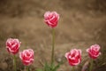 The Five Sister Tulips, Sakura, Japan Royalty Free Stock Photo