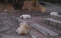 Five sleeping homeless dogs on the street Royalty Free Stock Photo