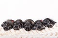 Five sleeping newborn miniature schnauzer puppies on a beige fluffy blanket on a white background. National Puppy Day Royalty Free Stock Photo