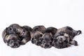 Five sleeping newborn miniature schnauzer puppies on a white background. Little 12 days old blind puppies Royalty Free Stock Photo