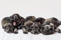 Five sleeping newborn miniature schnauzer puppies on a white background. Little blind puppies lying next to each other Royalty Free Stock Photo