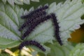 Five small black caterpillars on a green leaf Royalty Free Stock Photo