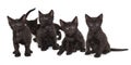 Five small black kittens