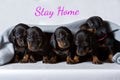 Five small Dachshund puppies are covered with a gray blanket. Concept of staying at home