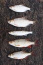 Five small fishes on stone Royalty Free Stock Photo