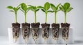 Five small green plants growing in clear pots showing roots and soil development stages Royalty Free Stock Photo