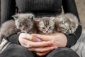 Five small kittens in female hands. Scottish fold kittens. Pet concept