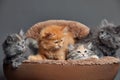 Five small multicolored cats kittens sit in a fur brown pet basket Royalty Free Stock Photo