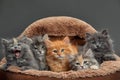 Five small multicolored cats kittens sit in a fur brown pet basket Royalty Free Stock Photo