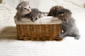 Five small multicolored cats kittens sit in a wicker brown basket Royalty Free Stock Photo