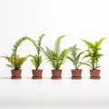 Symmetrical Arrangements: Five Small Potted Ferns On White Background