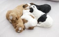 Five small puppies snuggling
