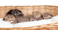 Five small scottish kittens in basket Royalty Free Stock Photo