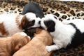 Five small puppies snuggling