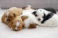 Five small puppies snuggling Royalty Free Stock Photo