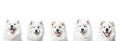 Five Smiling Samoyed Dogs Royalty Free Stock Photo
