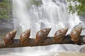 Five snails arranged on dead branch on waterfall background