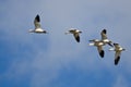 Five Snow Geese Flying in a Blue Sky Royalty Free Stock Photo