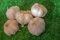 Five solid cropped heads of ripe dry garlic of white color with brown streaks lying on a green with a dense piles plastic coating