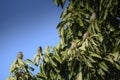 Sparrows lined up on the tree