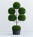 Five-Sphere Topiary in Dark Gray Planter Royalty Free Stock Photo