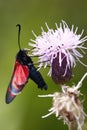 Five-spot burnet