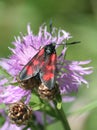 Five Spot Burnet Moth Royalty Free Stock Photo