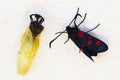 Five Spot Burnet moth and chrysalis empty shell - Zygaena trifolii