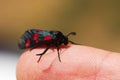 Five Spot Burnet moth set on a human finger - Zygaena trifolii Royalty Free Stock Photo